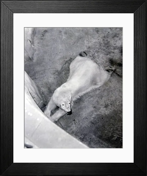 Framed Print : Aly, the Belle Vue polar bear lies close to the den of his wife at the Manchester zoo