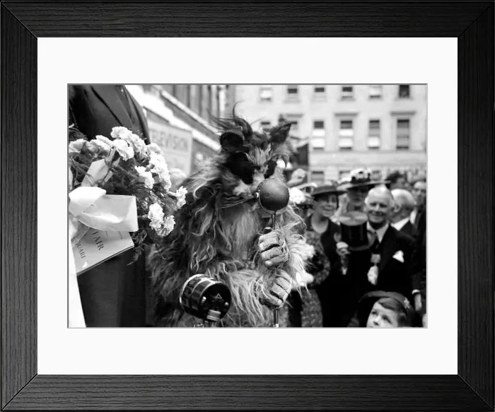 Framed Print : Fancy dress cat speaking into a microphone at Barts Fair circa 1938