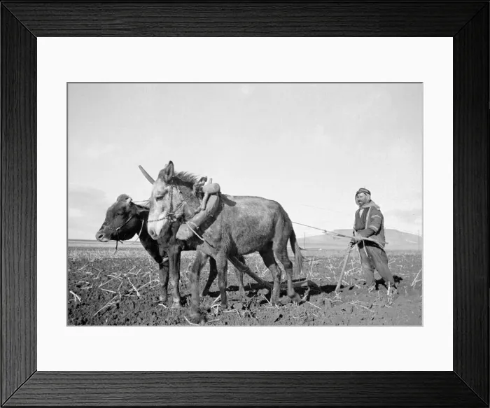 Framed Print : Arab farmer seen here ploughing with a primitive plough near to Jerusalem circa 1935 Framed Print : Arab farmer seen here ploughing with a primitive plough near to Jerusalem circa 1935