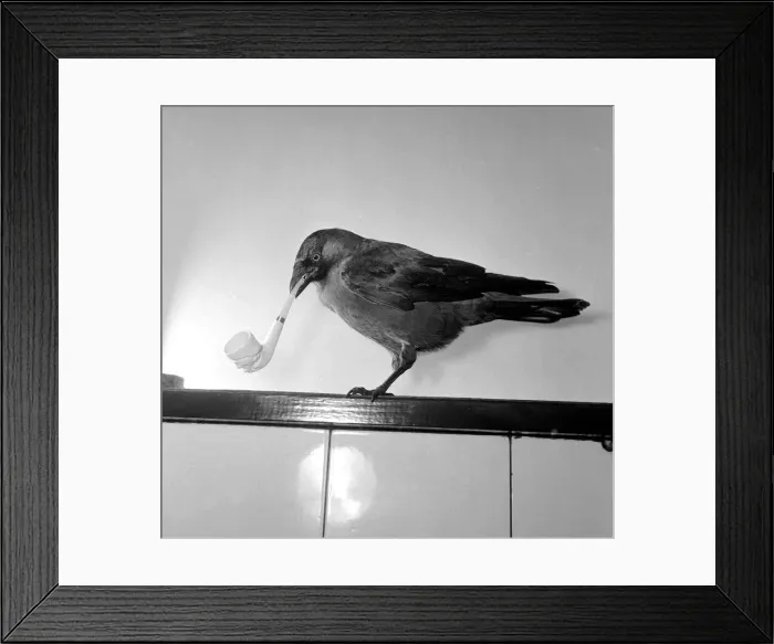 Framed Print : Jacky'the Jackdaw smoking a cigarette which he picks up himself May 1957 Framed Print : Jacky'the Jackdaw smoking a cigarette which he picks up himself May 1957