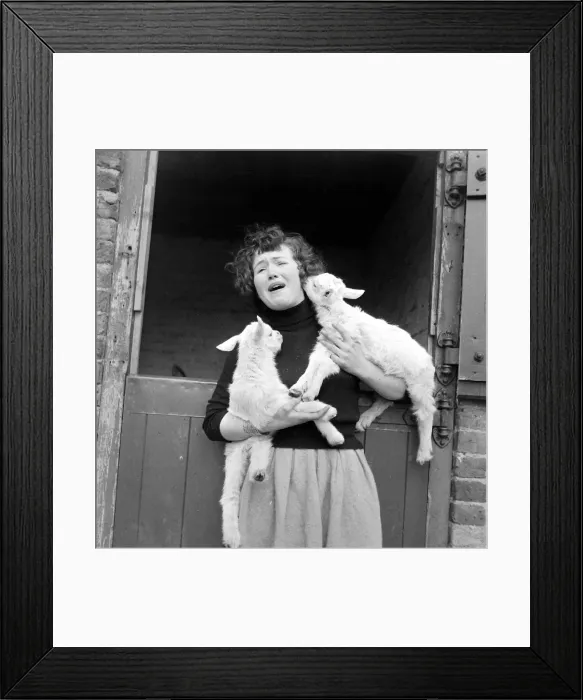 Framed Print : A woman holding new born lambs at Chessington Zoo March 1959