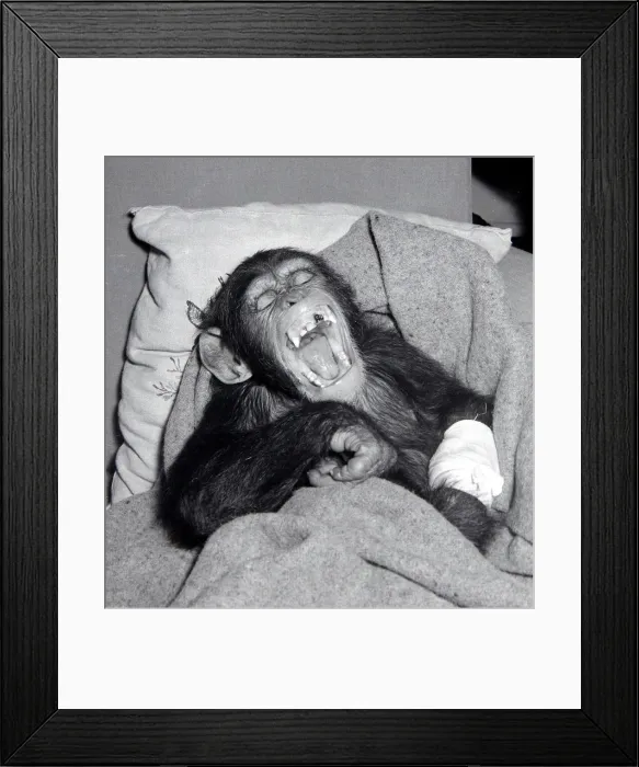 Framed Print : Johnny the Chimpanzee seen here recovering after having his tooth pulled by the dentist