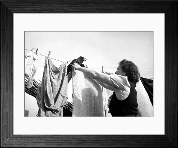 Framed Print : Rook the blackbird watches while his owner hangs her washing out in Ebley Framed Print : Rook the blackbird watches while his owner hangs her washing out in Ebley