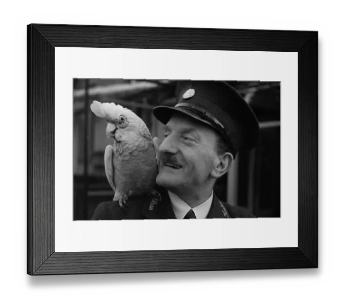 Framed Print : A Parrot with his keeper at London Zoo Circa 1938