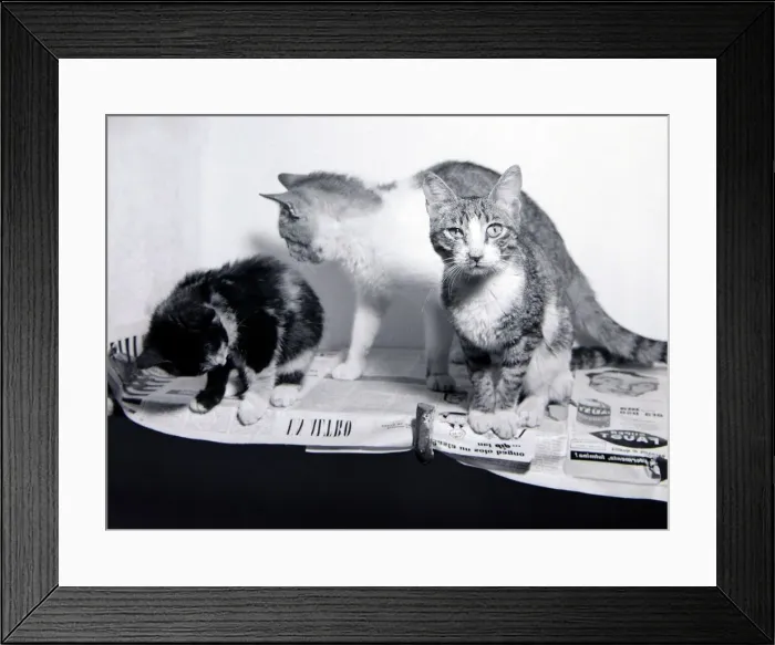 Framed Print : Stray cats home on the outskirts of Naples Italy December 1957