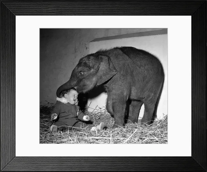 Framed Print : Belle Vues new baby elephant seems pleased to have found a playmate in Lisa Roland Framed Print : Belle Vues new baby elephant seems pleased to have found a playmate in Lisa Roland