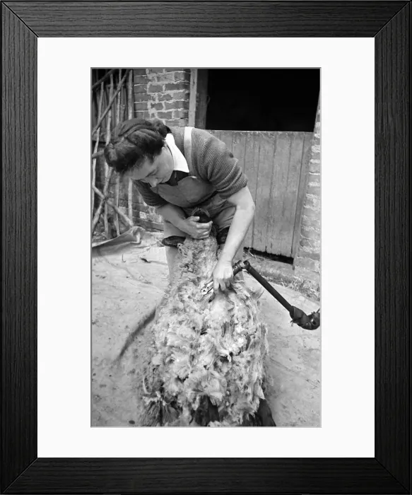 Framed Print : Land Army girl shearing sheep at Manor Pragwell, Buckinghamshire 1946