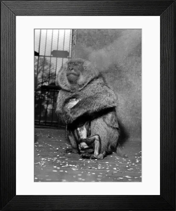 Framed Print : A South African baboon holds on to her baby shortly after her birth at Chessington Zoo Framed Print : A South African baboon holds on to her baby shortly after her birth at Chessington Zoo