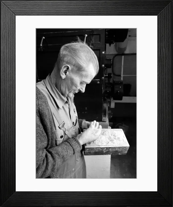 Framed Print : One of Knockando Whisky Distillery employees examings the green malt before it is place Framed Print : One of Knockando Whisky Distillery employees examings the green malt before it is place