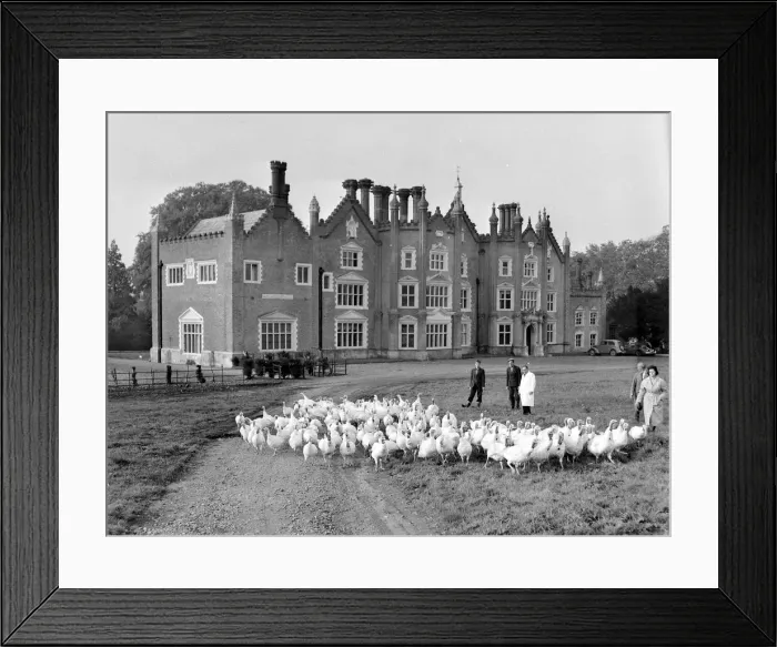 Framed Print : A group of turkeys outside a mansion at a Norfolk Turkey farm Circa 1955 Framed Print : A group of turkeys outside a mansion at a Norfolk Turkey farm Circa 1955