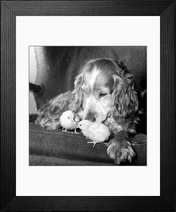 Framed Print : Ten year old spaniel Trudy sitting down with a brood of chicks playing near her Framed Print : Ten year old spaniel Trudy sitting down with a brood of chicks playing near her
