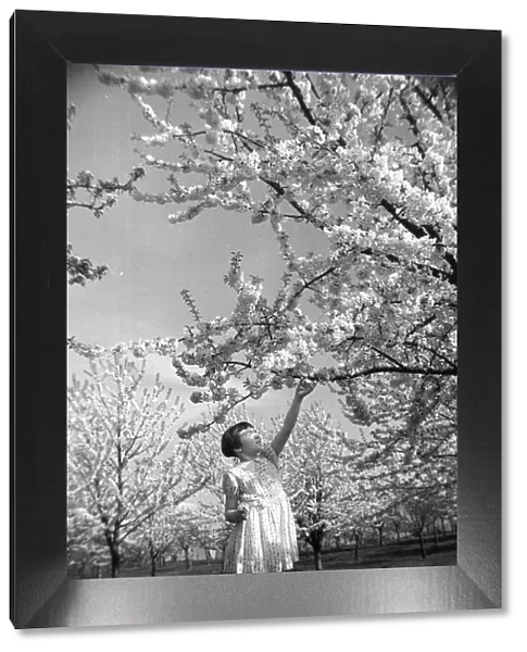 A young girl reaching up at fruit trees in blossom at Newington - April 1944