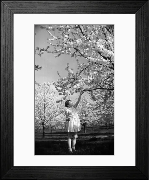 Framed Print : A young girl reaching up at fruit trees in blossom at Newington - April 1944 Framed Print : A young girl reaching up at fruit trees in blossom at Newington - April 1944