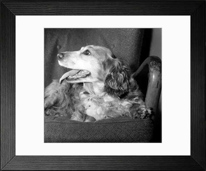 Framed Print : Ten year old spaniel Trudy sits down with a brood of chicks playing near her at Battersea Framed Print : Ten year old spaniel Trudy sits down with a brood of chicks playing near her at Battersea