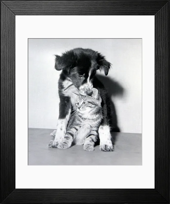Framed Print : Sophie the border collie pup with Missy the tabby kitten December 1957