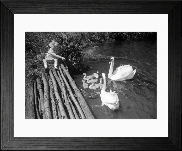 Framed Print : A little girl feeding swans and cygnets at Godalming, Surrey June 1944 Framed Print : A little girl feeding swans and cygnets at Godalming, Surrey June 1944