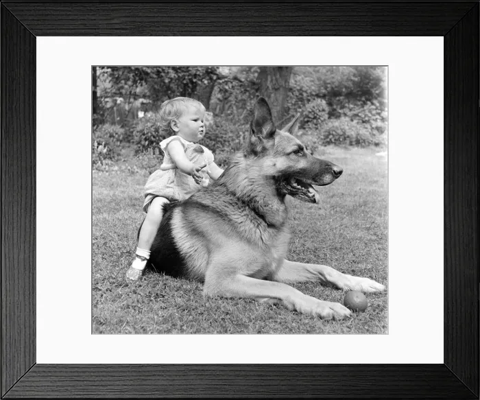 Framed Print : Lorraine Francesca Smith is only one year old but she is great pals with Brutus Framed Print : Lorraine Francesca Smith is only one year old but she is great pals with Brutus