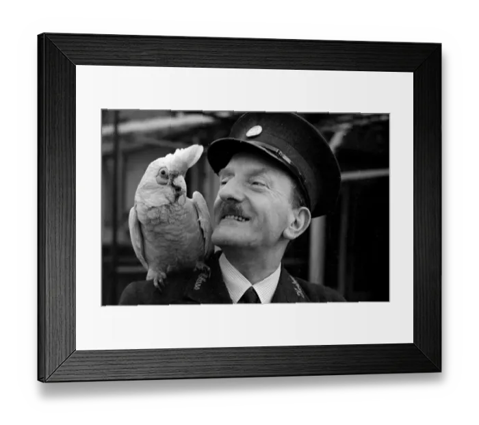 Framed Print : A Parrot with his keeper at London Zoo Circa 1938 Framed Print : A Parrot with his keeper at London Zoo Circa 1938