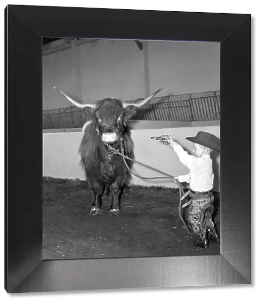 Billy Smarts Circus 2 year old Gary Smart rounds up Highland Oxen in his