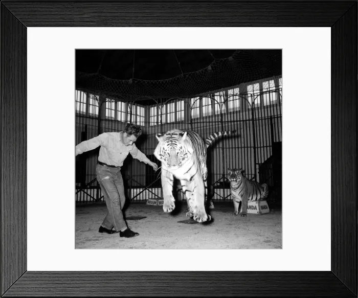 Framed Print : Alex Kerr and tiger Khan December 1957 Framed Print : Alex Kerr and tiger Khan December 1957