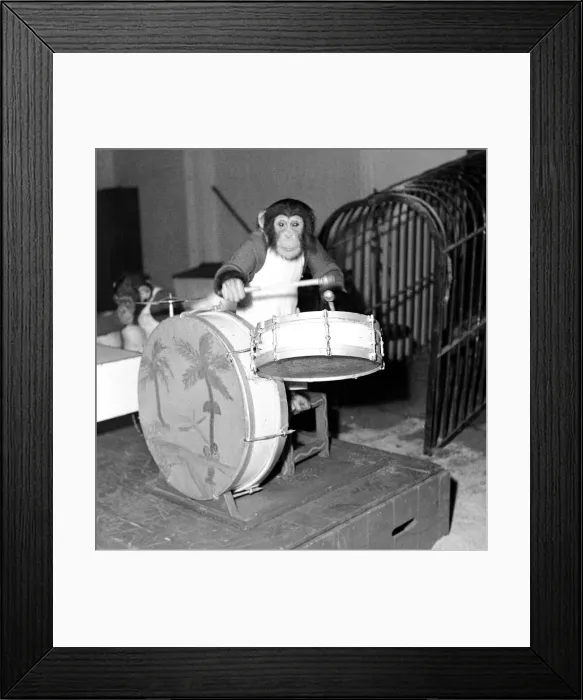 Framed Print : Bertrand Mills Orchestra Chimps orchestra December 1951