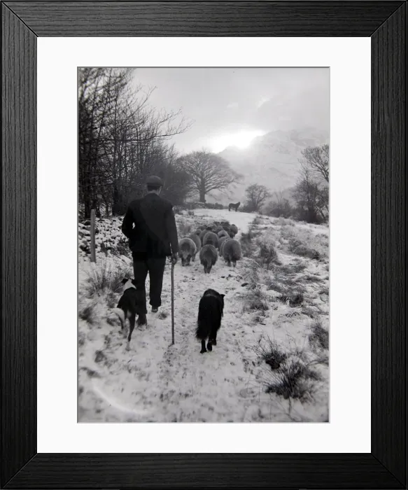 Framed Print : Man with sheep on snowy hills Circa 1943