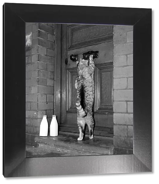 George the Cat - knocking on the door December 1951