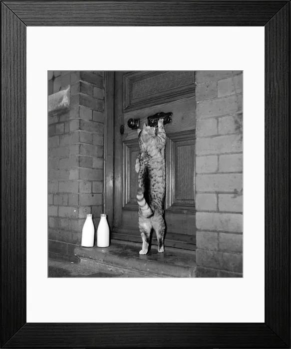 Framed Print : George the Cat - knocking on the door December 1951