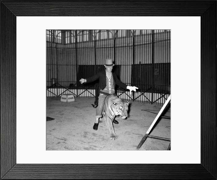 Framed Print : Alex Kerr and tiger Khan Man straddling big cat December 1957 Framed Print : Alex Kerr and tiger Khan Man straddling big cat December 1957