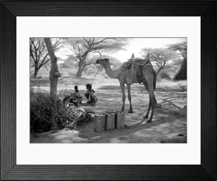 Framed Print : Local men of Somaliland with their camels Circa 1935 Africa 1930s Framed Print : Local men of Somaliland with their camels Circa 1935 Africa 1930s
