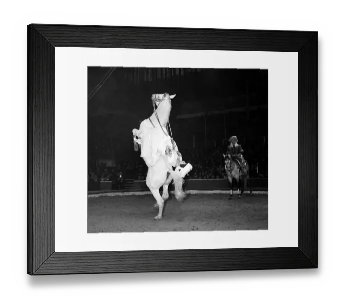 Framed Print : Bertram Mills Circus - The Schumann High School horses. Paulina Schumann performs a