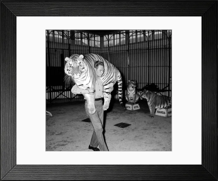 Framed Print : Alex Kerr and tiger Khan December 1957 Framed Print : Alex Kerr and tiger Khan December 1957