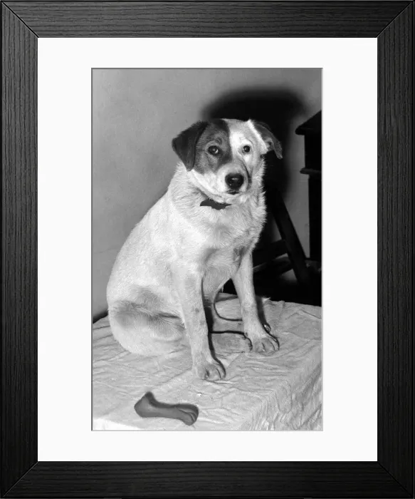 Framed Print : Patch the dog in RSPCA home, Doncaster December 1957 Framed Print : Patch the dog in RSPCA home, Doncaster December 1957