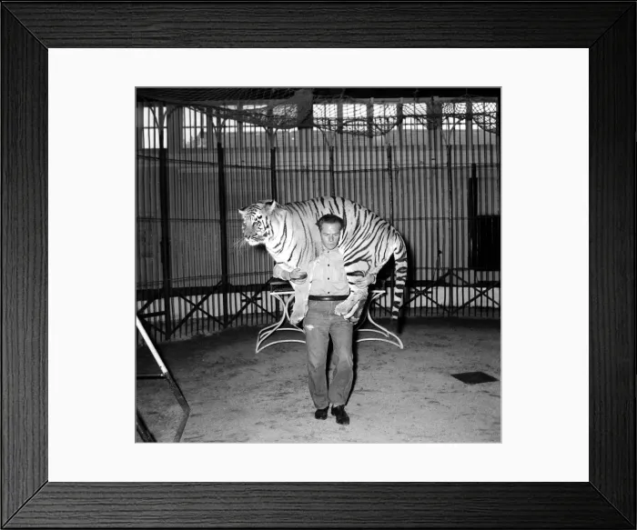 Framed Print : Alex Kerr and tiger Khan December 1957