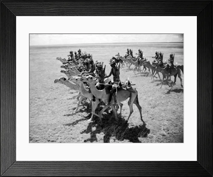 Framed Print : Somaliland Camel Corps in formation