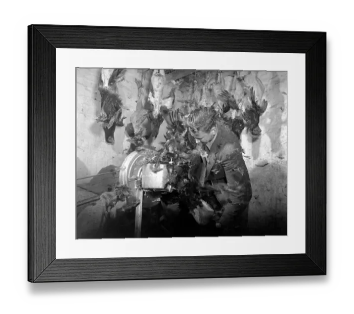 Framed Print : Turkeys plucking by machinery - 13th December 1951 Framed Print : Turkeys plucking by machinery - 13th December 1951