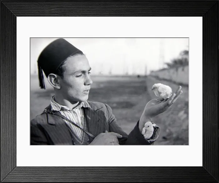 Framed Print : A young man of Egypt wearing a fez, holding chicks in his hand Circa 1935 Framed Print : A young man of Egypt wearing a fez, holding chicks in his hand Circa 1935