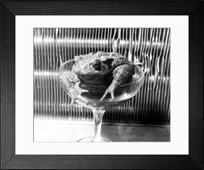 Framed Print : Glassy-eyed Billy the brown toad climbs out of a glass after another boozing session in