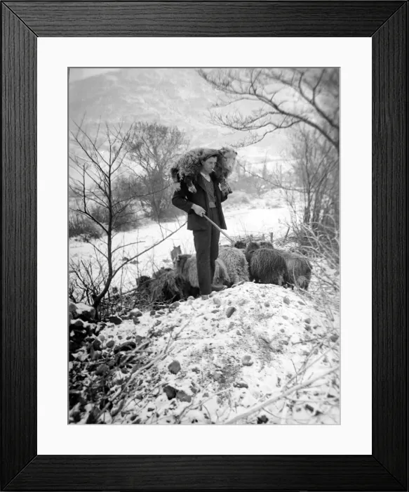 Framed Print : Man with sheep on snowy hills Circa 1943