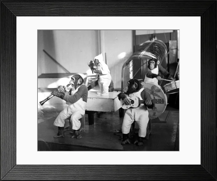 Framed Print : Bertrand Mills Orchestra Chimps orchestra Framed Print : Bertrand Mills Orchestra Chimps orchestra