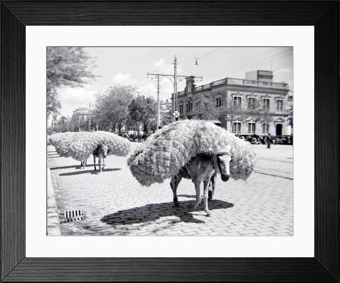 Framed Print : A donkey carrying goods in the streets of Seville, Spain Circa 1935 Framed Print : A donkey carrying goods in the streets of Seville, Spain Circa 1935