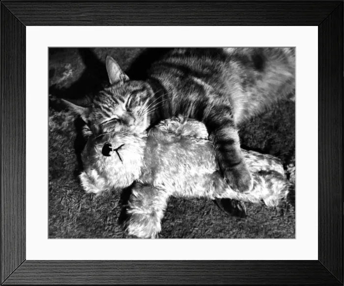 Framed Print : Cat and teddy bear hugging circa 1951 Framed Print : Cat and teddy bear hugging circa 1951