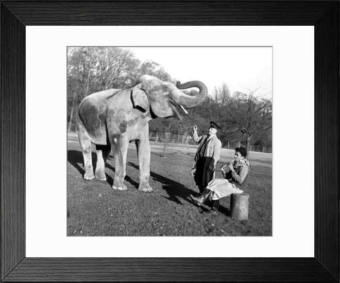 Framed Print : Musical elephant at Whipsnade Zoo December 1951 Framed Print : Musical elephant at Whipsnade Zoo December 1951