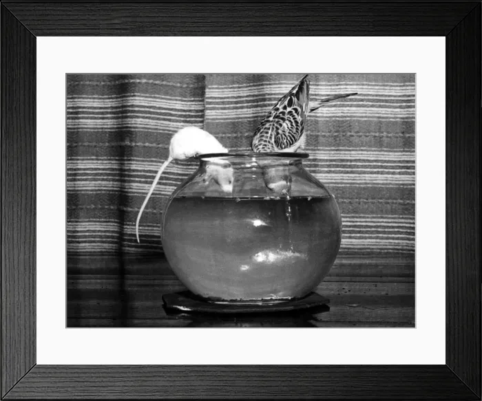 Framed Print : Gilber the goldfish is spied on by Bill the Budgie and Tid the mouse. January 1952 Framed Print : Gilber the goldfish is spied on by Bill the Budgie and Tid the mouse. January 1952
