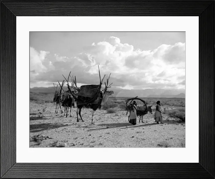 Framed Print : Local women of Somaliland with their camels Circa 1935 Africa Travel Framed Print : Local women of Somaliland with their camels Circa 1935 Africa Travel