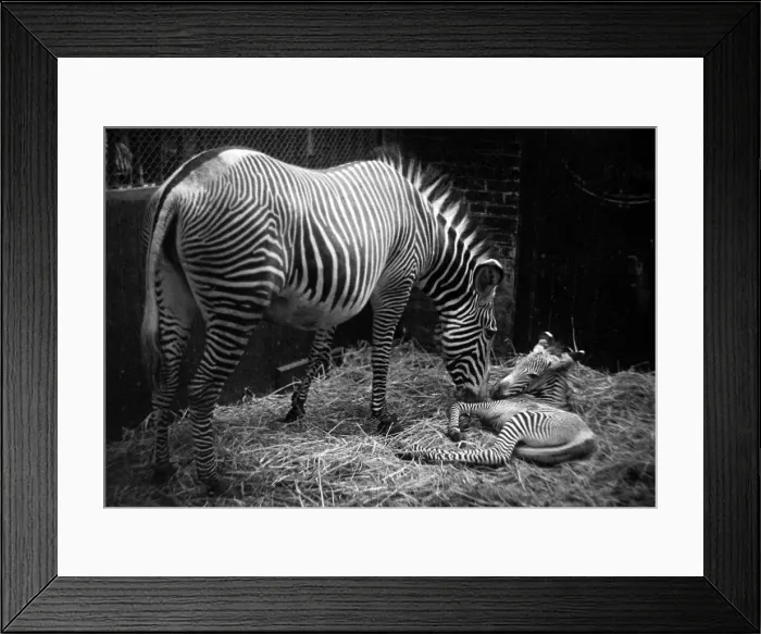 Framed Print : Baby Zebra at London Zoo circa 1955 Framed Print : Baby Zebra at London Zoo circa 1955