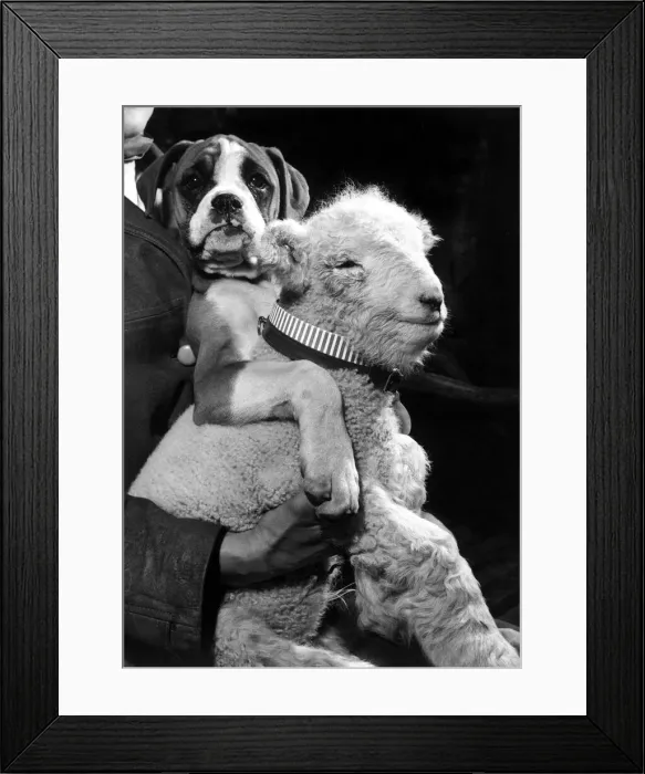 Framed Print : Marcel the boxer puppy and Larry the Lamb February 1960 Framed Print : Marcel the boxer puppy and Larry the Lamb February 1960