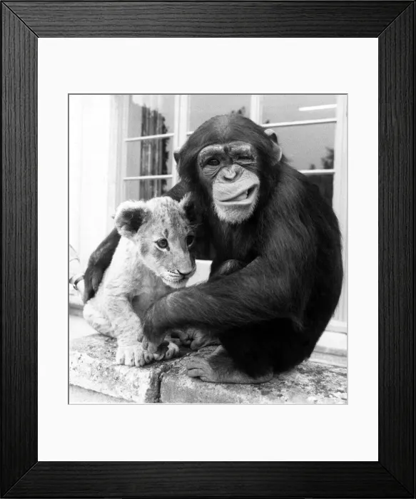 Framed Print : Mandy the Chimp cuddles Lion cub Sandie August 1984 Framed Print : Mandy the Chimp cuddles Lion cub Sandie August 1984