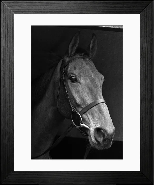 Framed Print : Racehorse: Arkle at the stables of Tom Dreaper in - February 1966 Framed Print : Racehorse: Arkle at the stables of Tom Dreaper in - February 1966