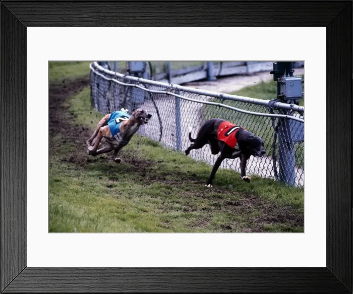 Framed Print : Dog Racing July 1973 Greyhound racing Framed Print : Dog Racing July 1973 Greyhound racing